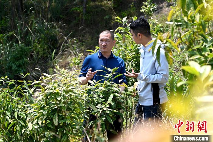 張高漢向參訪者介紹金花茶種植情況?！埥鸫?攝