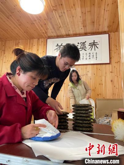 資料圖：杜贏(左二)在整理白茶餅。　林春茵 攝